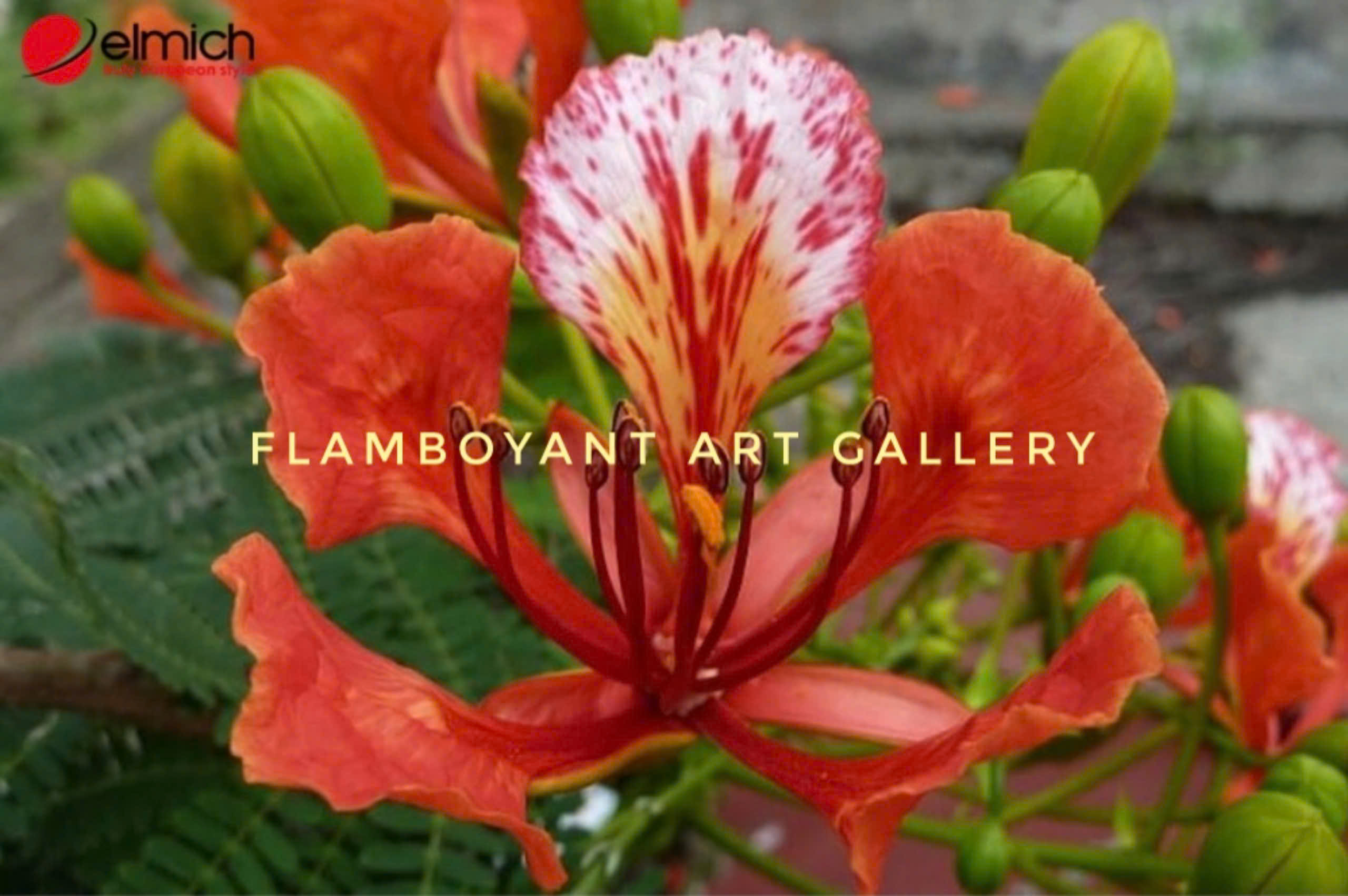 Flamboyant ART Gallery / Phòng tranh Hoa Phượng